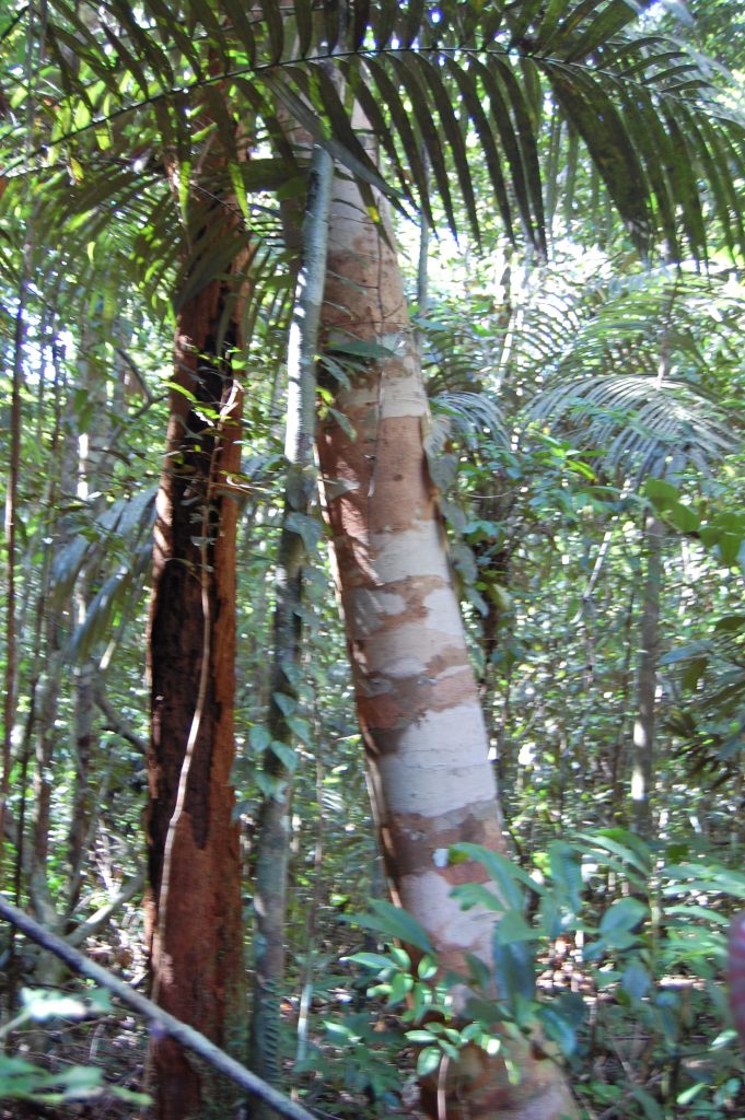 Foresta pluviale Amazzonica